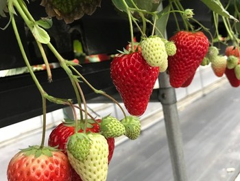 ◎ いちご狩り ◎