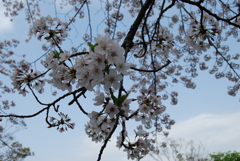 桜さくら-２（沼津門池公園）