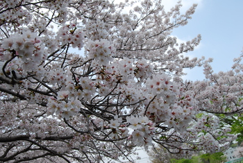 桜さくら-２（沼津門池公園）