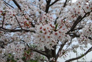 桜さくら-２（沼津門池公園）