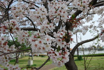 桜さくら-２（沼津門池公園）