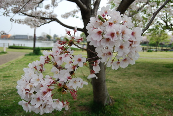 桜さくら-２（沼津門池公園）