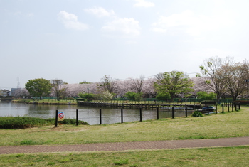 桜さくら-２（沼津門池公園）