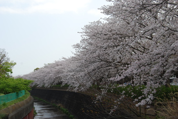 桜さくら-２（沼津門池公園）