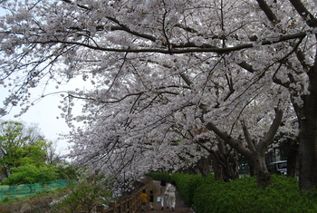 桜さくら-２（沼津門池公園）