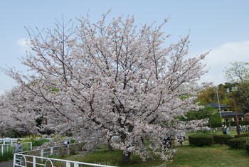 桜さくら-２（沼津門池公園）