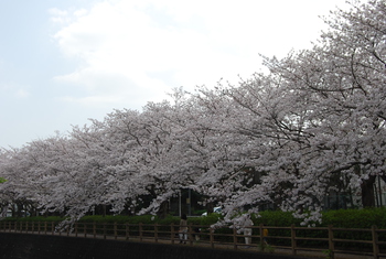 桜さくら-２（沼津門池公園）