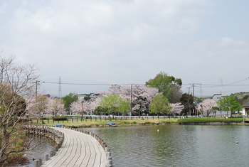 桜さくら-２（沼津門池公園）