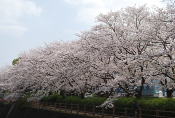 桜さくら-２（沼津門池公園）