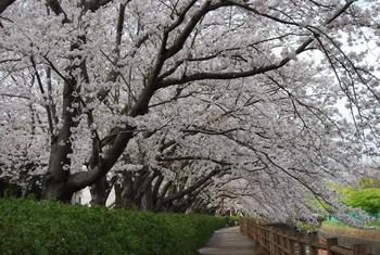 桜さくら-２（沼津門池公園）