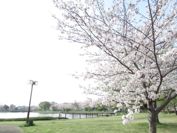 　桜さくら　