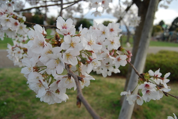 ✿沼津・門池公園の桜が八分咲き✿