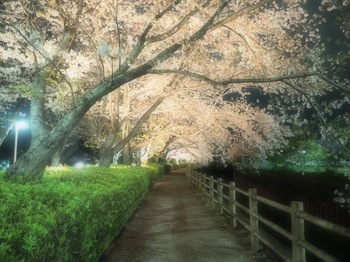 夜桜ライトアップ【沼津・門池公園】
