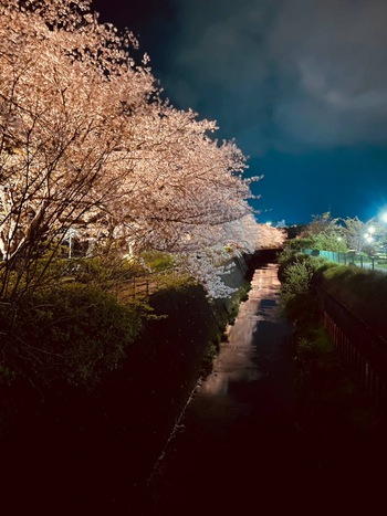 夜桜ライトアップ【沼津・門池公園】
