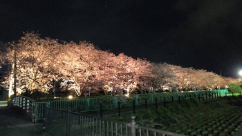 夜桜ライトアップ【沼津・門池公園】
