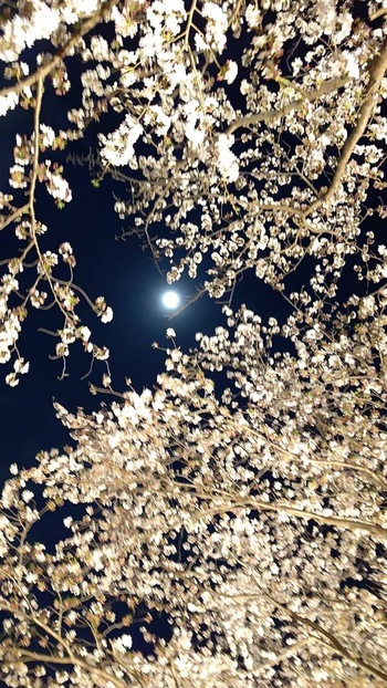 夜桜ライトアップ【沼津・門池公園】