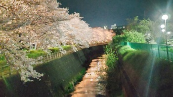 夜桜ライトアップ【沼津・門池公園】