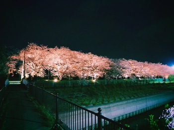 夜桜ライトアップ【沼津・門池公園】