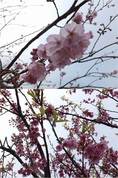 この桜　同じじゃないよねー？