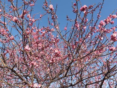 恋ピン　梅の花