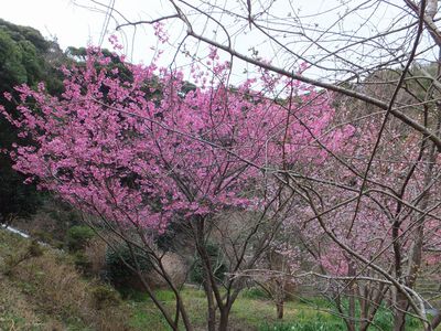 桜は咲いたがあの人には逢えずー？