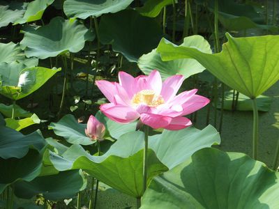 西伊豆蓮見隊　きれいだよー