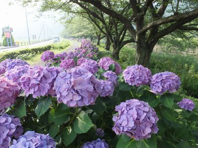 あの場所に紫陽花！　田んぼのはなばたけー