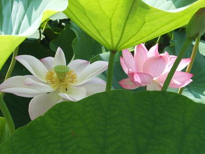 西伊豆蓮見隊　きれいだよー