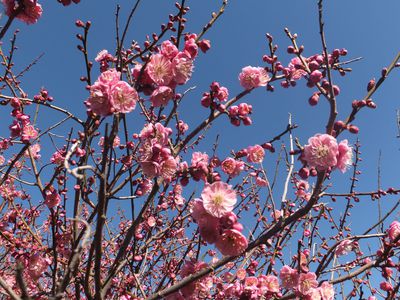 恋ピン　梅の花