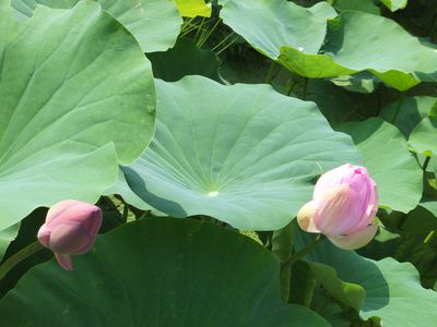 西伊豆蓮見隊　きれいだよー