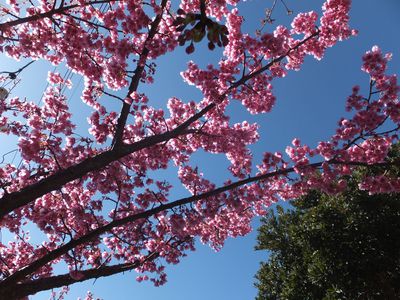 桜巡り①☆田子港☆