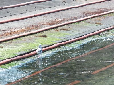 カモメのフェアリー港で遊ぶ