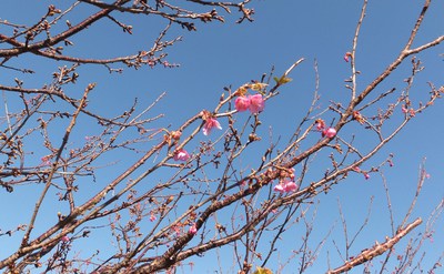 咲いてきました✩仁科川　桜✩