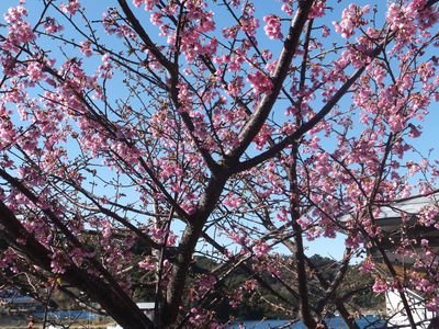 桜巡り①☆田子港☆