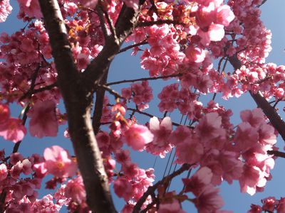 桜巡り①☆田子港☆