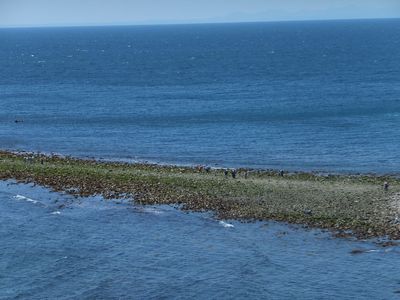 にぎやかに海の道　満開！