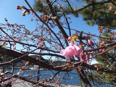 桜巡り①☆田子港☆
