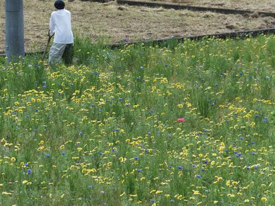 ☆田んぼの花畑☆に人がいっぱい