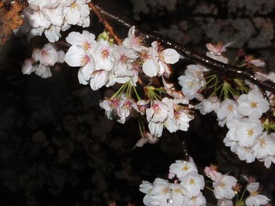 一人さみしく　雨の花見？泣く