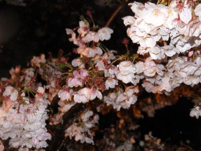 一人さみしく　雨の花見？泣く