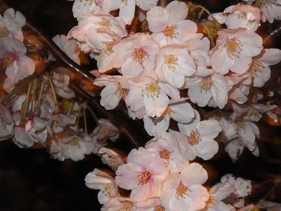 一人さみしく　雨の花見？泣く