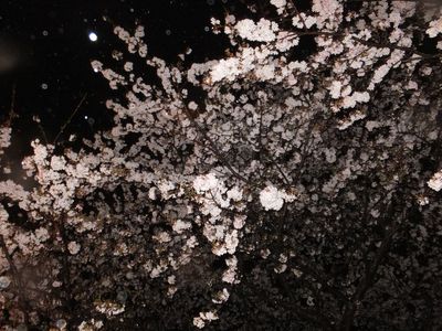 一人さみしく　雨の花見？泣く