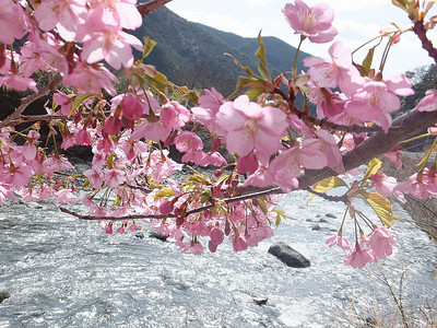 一色川沿い☆河津桜☆
