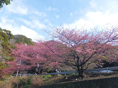 ☆あま桜☆ええですよー