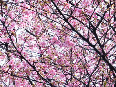 ☆あま桜☆ええですよー