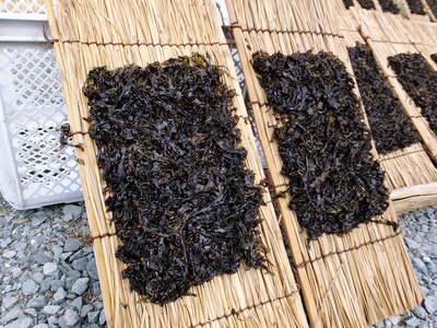磯海苔解禁したど―！