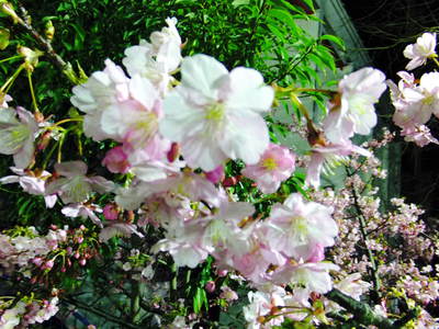 夜桜いずラの気持ちわかりますか―