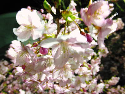 夜桜いずラの気持ちわかりますか―