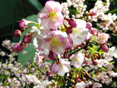 夜桜いずラの気持ちわかりますか―