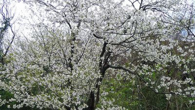 めじろ遊ぶ山桜！